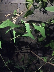 Christia vespertilionis