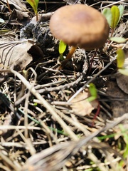 Strobilurus esculentus