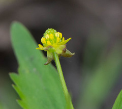 Ranunculus micranthus