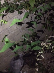 Christia vespertilionis