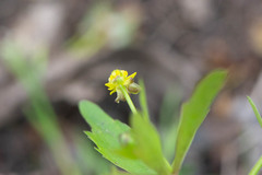 Ranunculus micranthus