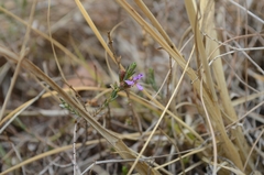 Lythrum gracile
