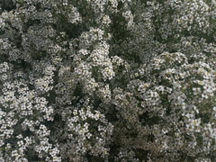 Crambe