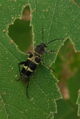 Xylotrechus rufilius