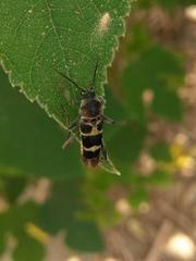 Xylotrechus rufilius