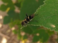 Xylotrechus rufilius