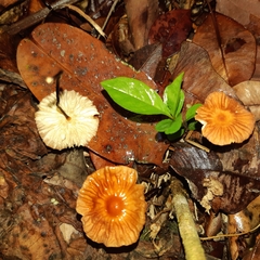 Marasmius perlongispermus