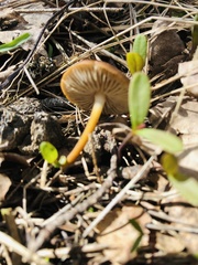 Strobilurus esculentus