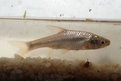 Enteromius paludinosus