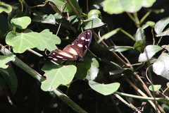 Hypolimnas anthedon wahlbergi