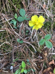 Potentilla matsumurae