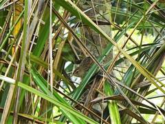 Poodytes punctatus vealeae