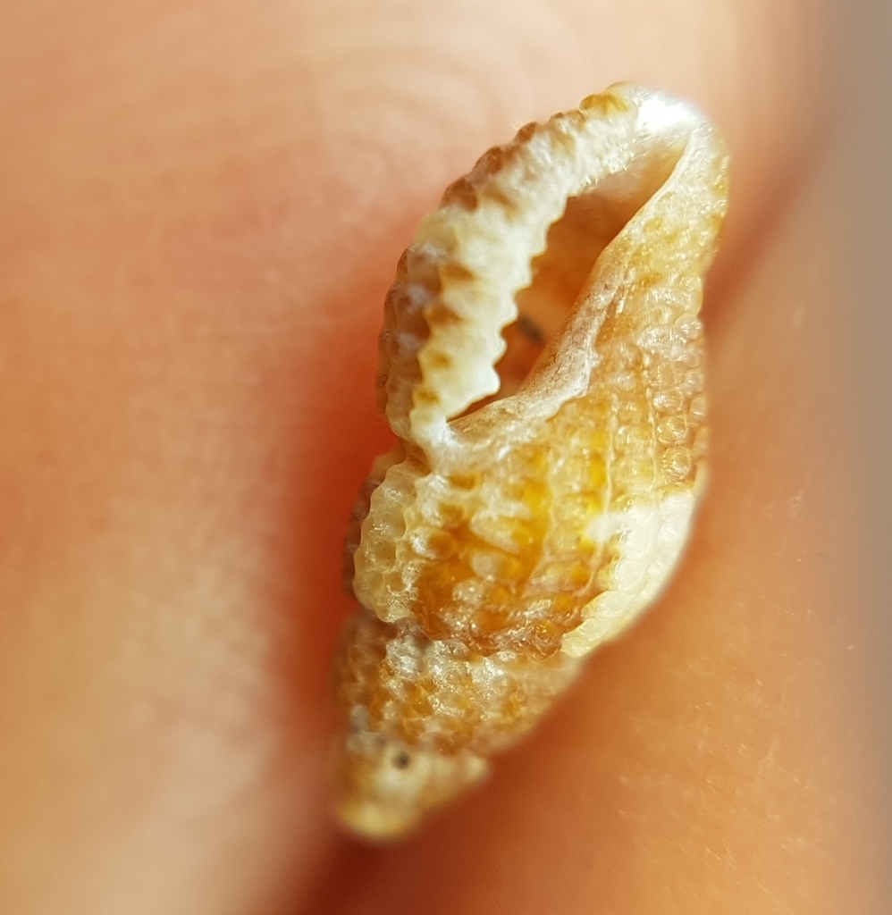 Raphitoma bicolor