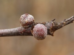 Callirhytis quercusgemmaria