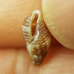 Raphitoma bicolor