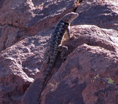 Sceloporus bimaculosus