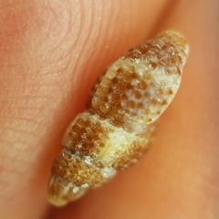 Raphitoma bicolor