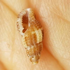 Raphitoma bicolor