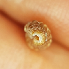 Raphitoma bicolor