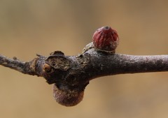 Callirhytis quercusgemmaria