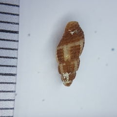 Raphitoma bicolor