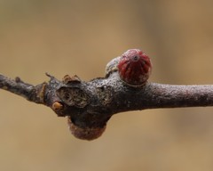 Callirhytis quercusgemmaria