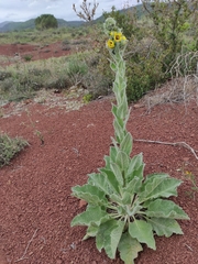 Verbascum boerhavii