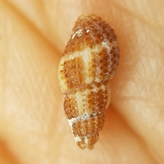 Raphitoma bicolor