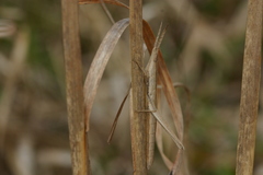 Achurum carinatum