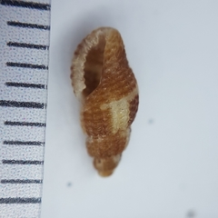 Raphitoma bicolor
