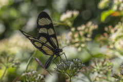 Thyridia psidii cetoides