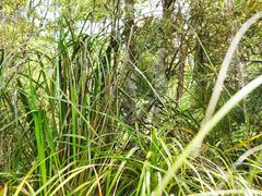 Poodytes punctatus vealeae