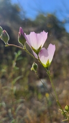 Sidalcea hartwegii