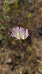 Sidalcea hartwegii