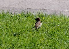 Passer domesticus