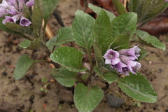Physochlaina orientalis