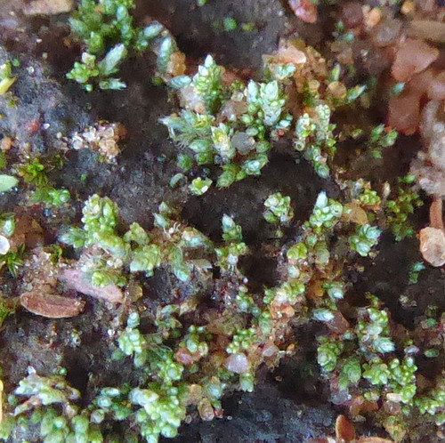 Bryum image