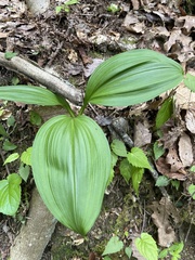 Veratrum parviflorum