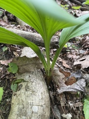 Veratrum parviflorum