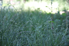 Carex muricata pairae
