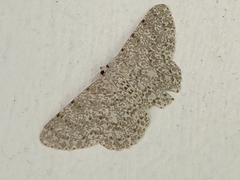 Catoria sublavaria