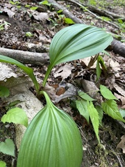 Veratrum parviflorum