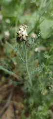 Platycapnos spicata