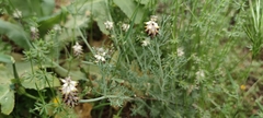 Platycapnos spicata