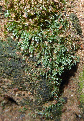 Bryum image