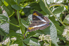 Doxocopa laurentia laurentia