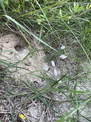 Malaclemys terrapin pileata