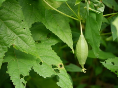 Luffa acutangula