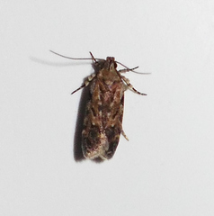 Chionodes pereyra