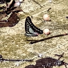Graphium evemon eventus